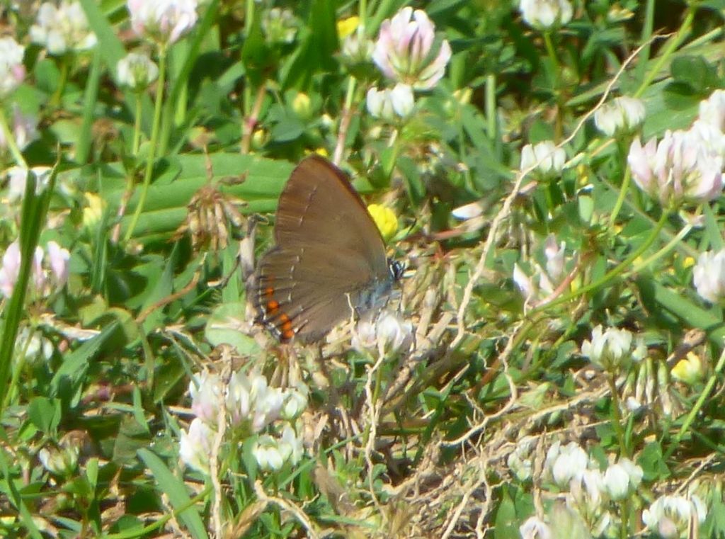 Farfalla da indentificare: Satyrium ilicis - Lycaenidae